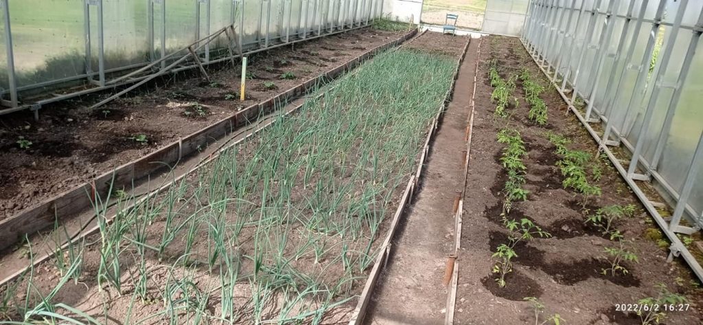 Le serre produrranno cipolle, cetrioli, pomodori e peperoni coltivati in terra non contaminata 